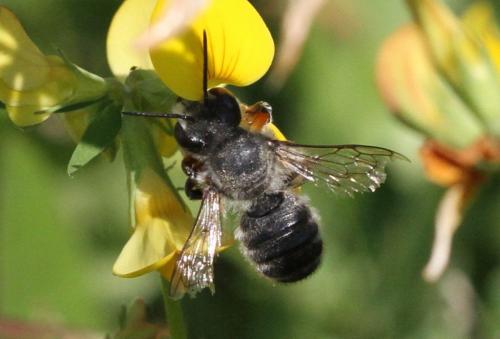 Megachile willughbiella